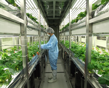 図版：医薬品等製造植物工場